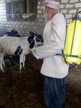 محافظ كفر الشيخ : تحصين 30155 طائراً ضد الأمراض الوبائية